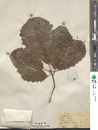 Quercus michauxii image