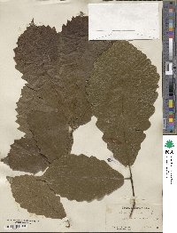 Quercus michauxii image