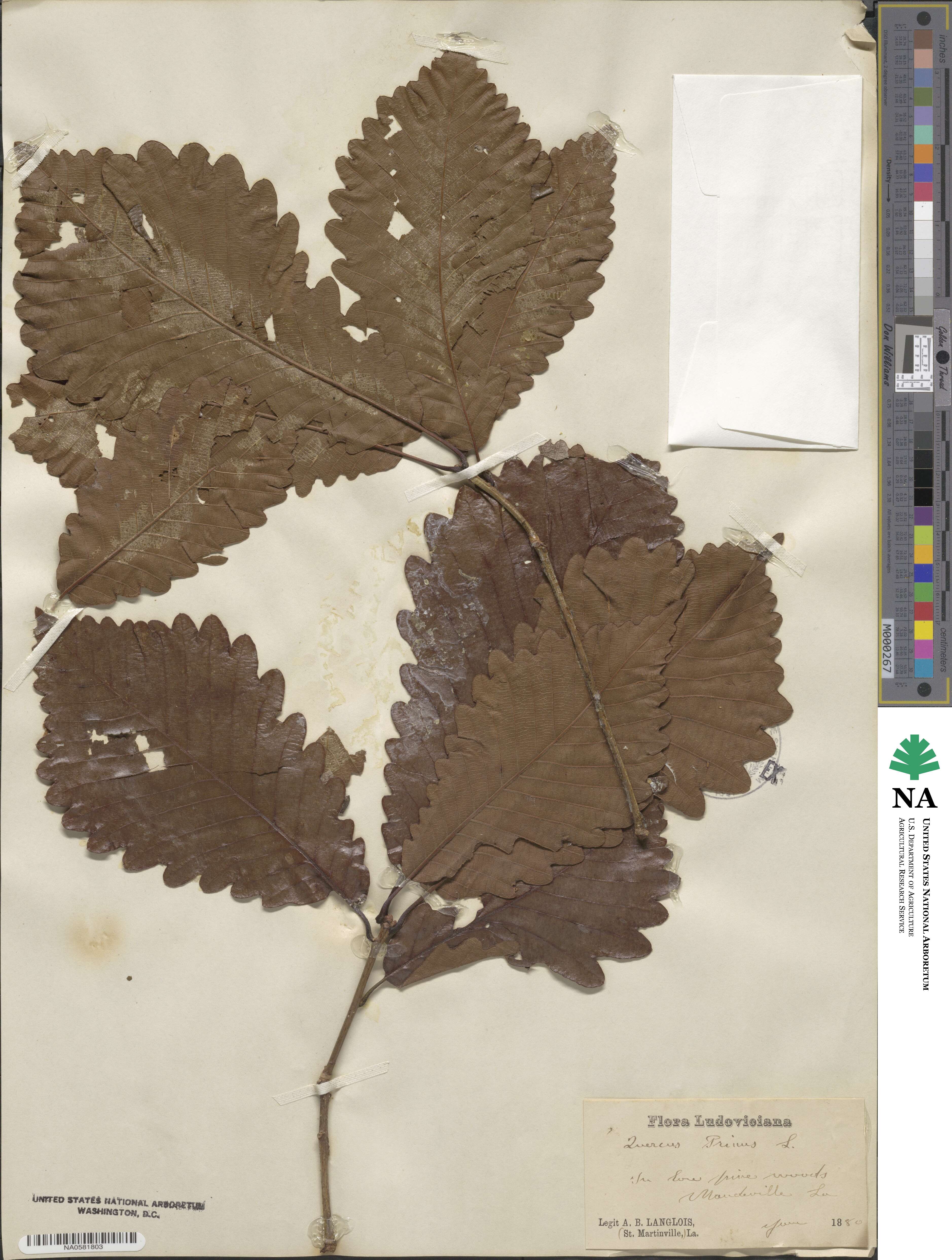 Quercus michauxii image