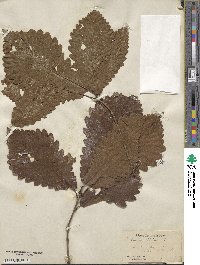 Quercus michauxii image