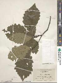 Quercus michauxii image