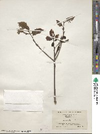 Quercus michauxii image