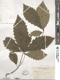 Quercus michauxii image