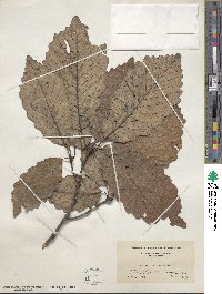 Quercus michauxii image