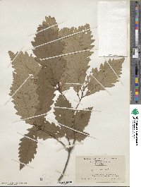 Quercus michauxii image