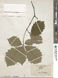 Quercus michauxii image