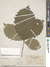 Quercus michauxii image