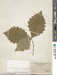 Quercus montana image