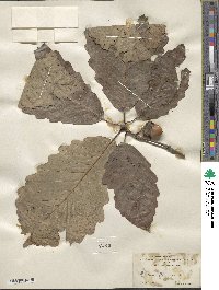 Quercus montana image