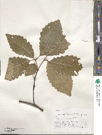 Quercus montana image