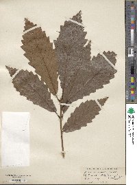 Quercus montana image