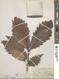 Quercus michauxii image