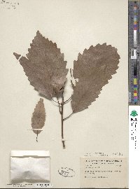 Quercus michauxii image