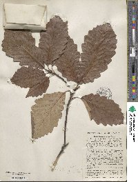 Quercus michauxii image