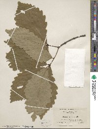 Quercus michauxii image