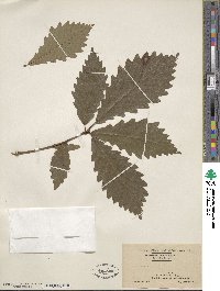 Quercus michauxii image