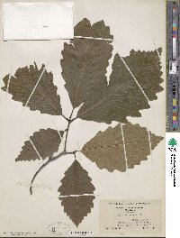 Quercus michauxii image