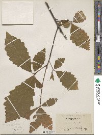 Quercus michauxii image