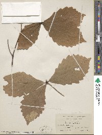 Quercus michauxii image