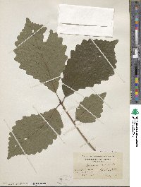 Quercus michauxii image