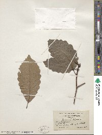 Quercus michauxii image