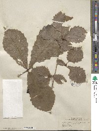 Quercus michauxii image