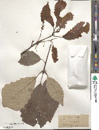 Quercus michauxii image