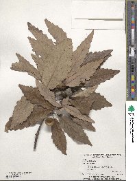 Quercus michauxii image