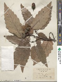 Quercus michauxii image