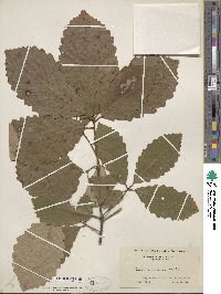 Quercus michauxii image