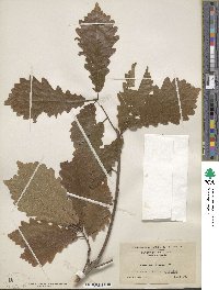 Quercus michauxii image