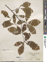 Quercus michauxii image