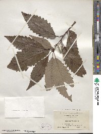 Quercus michauxii image