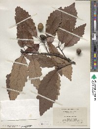 Quercus michauxii image