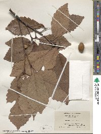 Quercus michauxii image