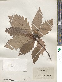 Quercus michauxii image