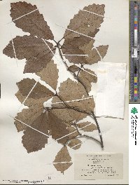 Quercus michauxii image