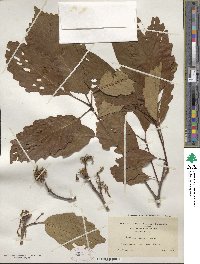 Quercus michauxii image