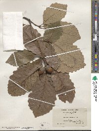 Quercus michauxii image