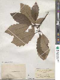 Quercus michauxii image