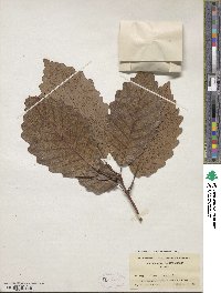 Quercus michauxii image