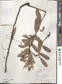 Quercus michauxii image