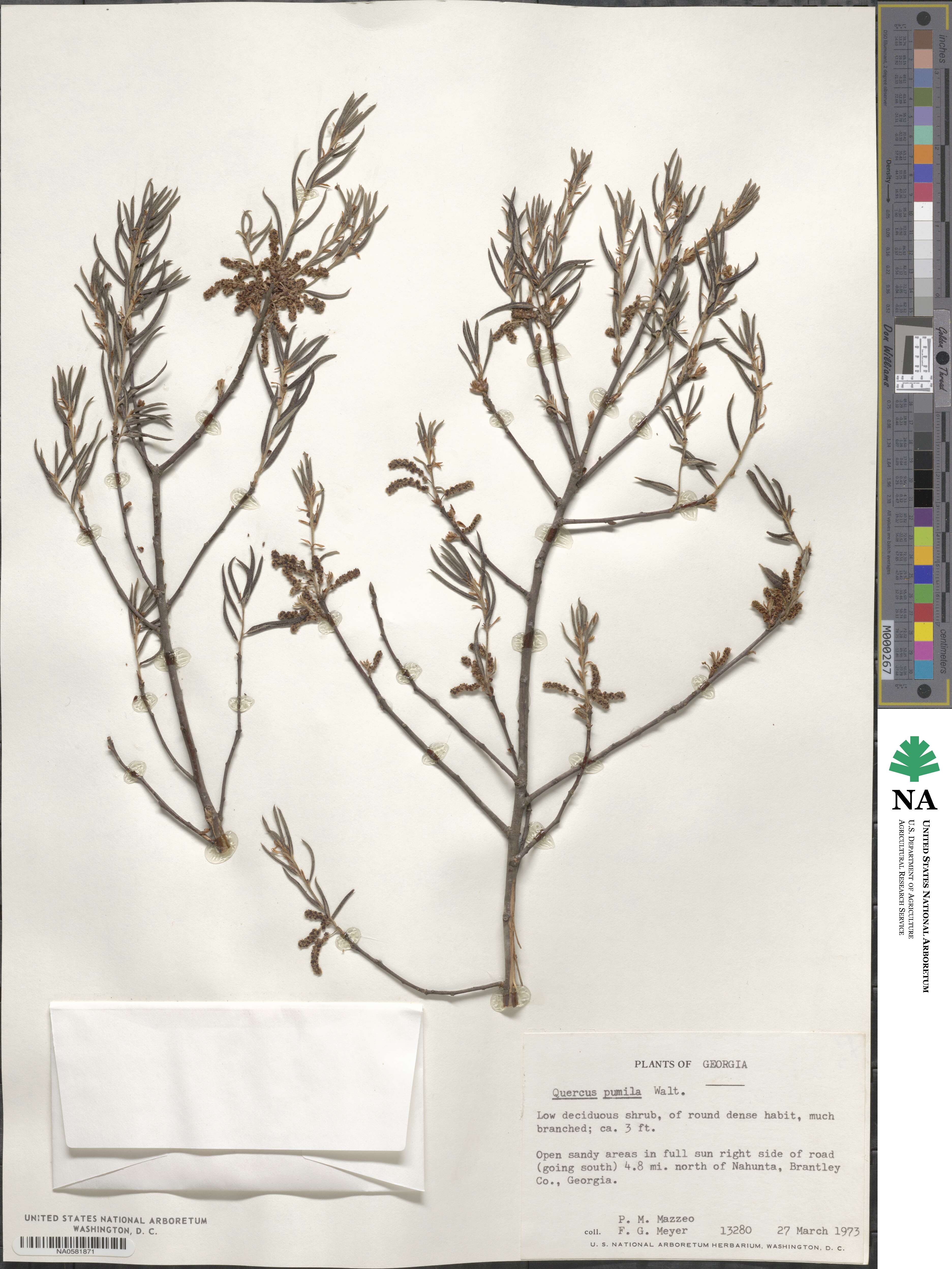 Quercus michauxii image