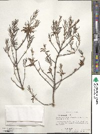 Quercus michauxii image