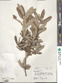 Quercus michauxii image