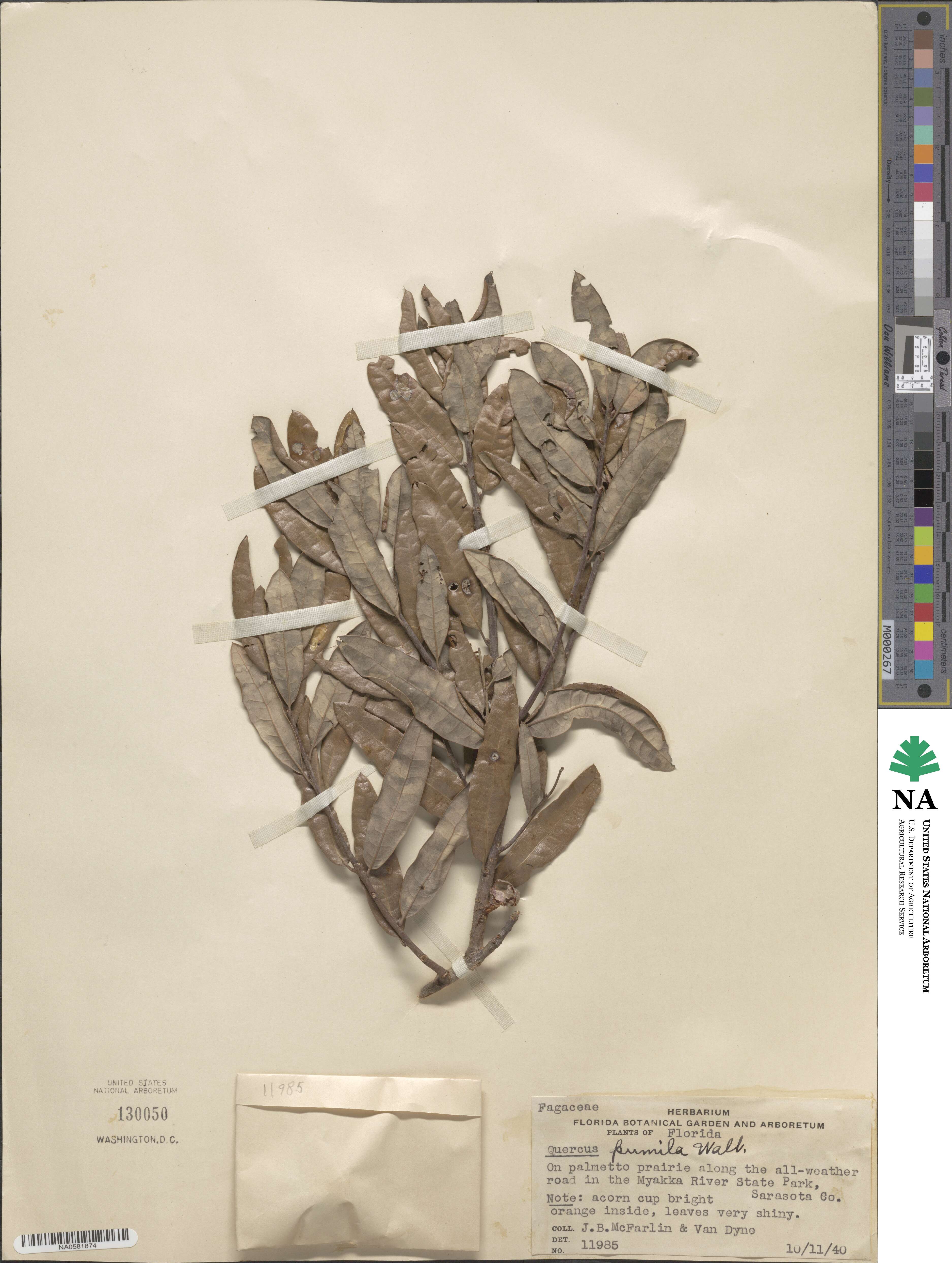Quercus michauxii image