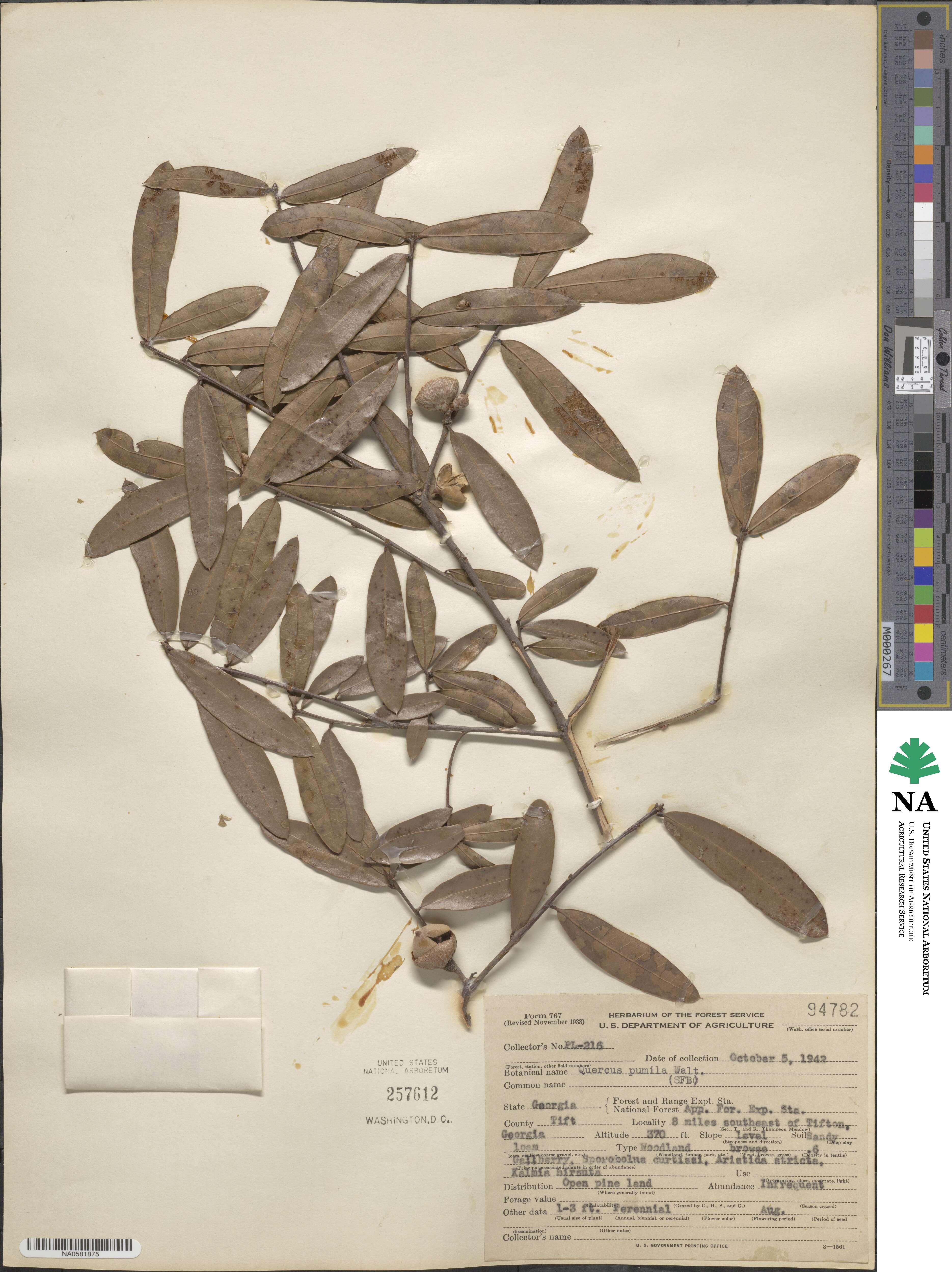 Quercus michauxii image