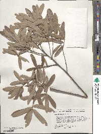 Quercus michauxii image