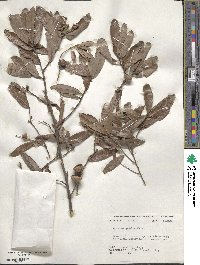 Quercus michauxii image