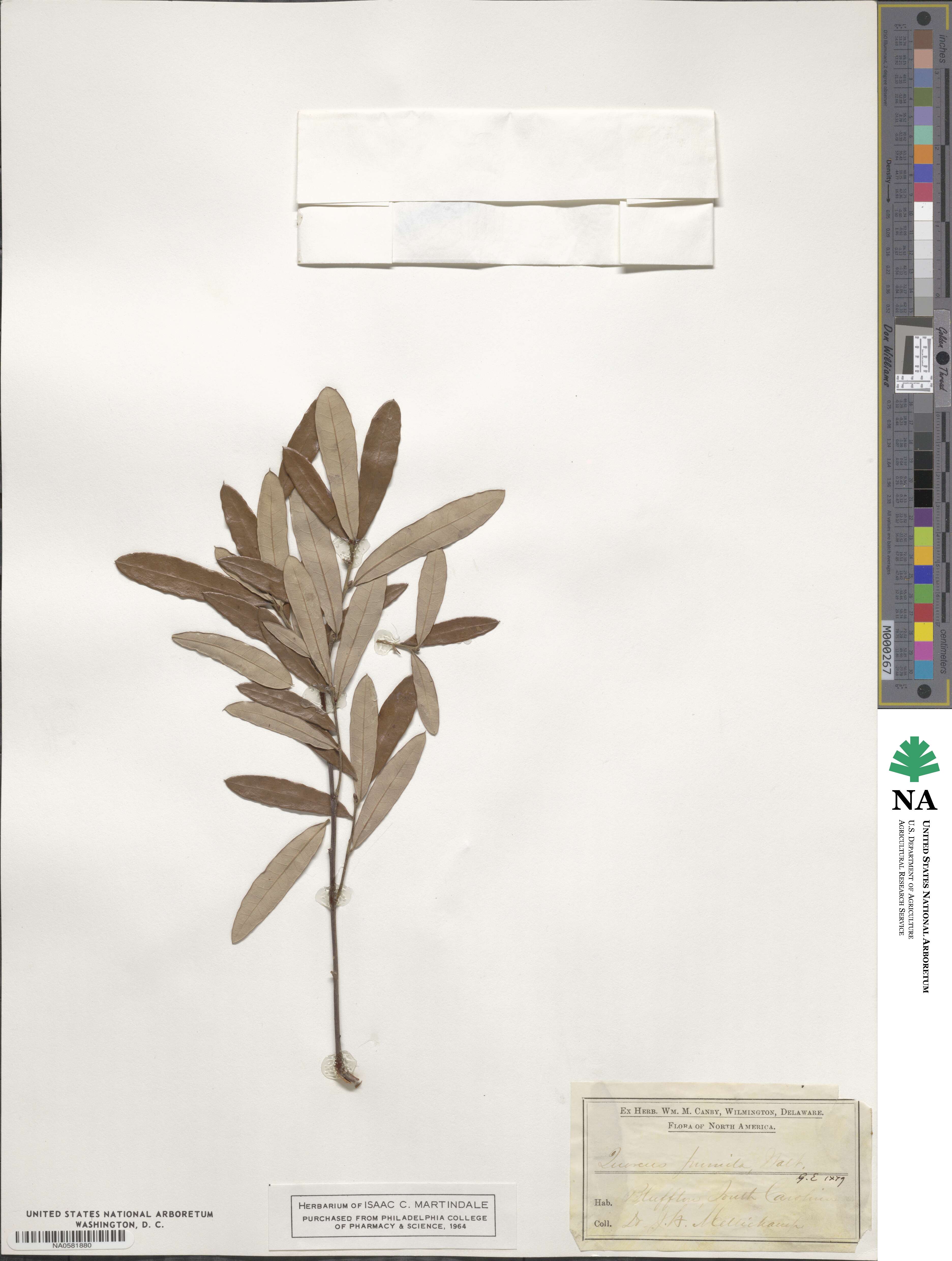 Quercus michauxii image
